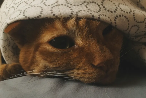 犬类经营许可证